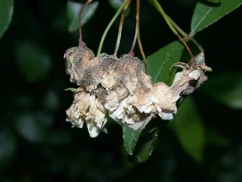 Botrytis Blight