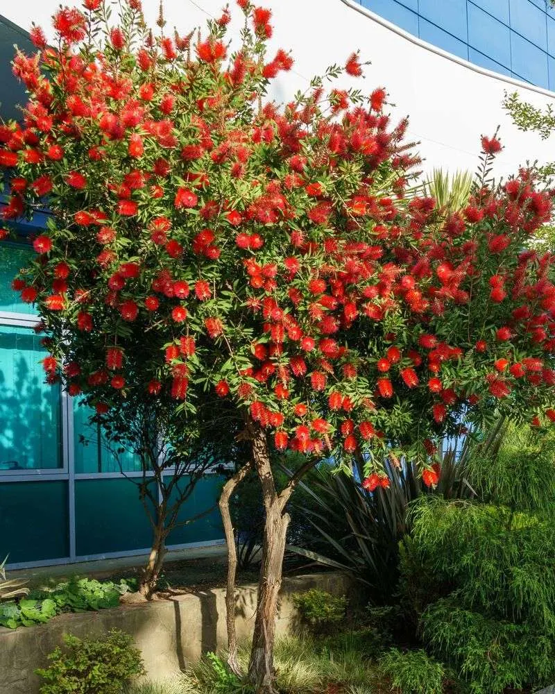 Bottlebrush