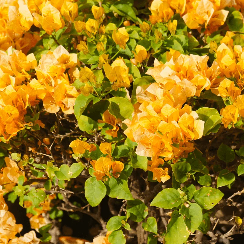 Bougainvillea 'California Gold'