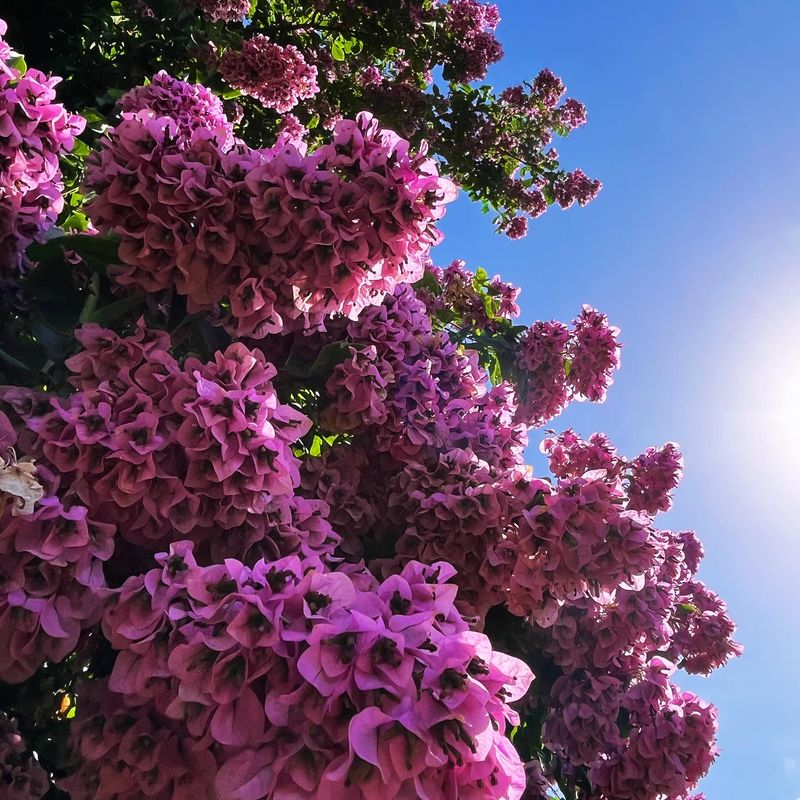 Bougainvillea