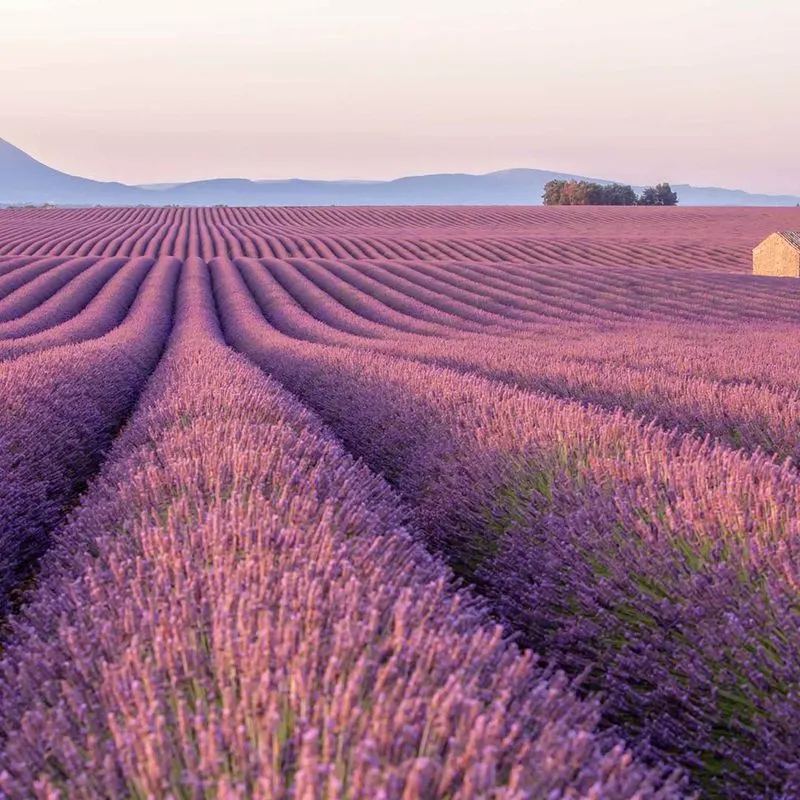 Lavender