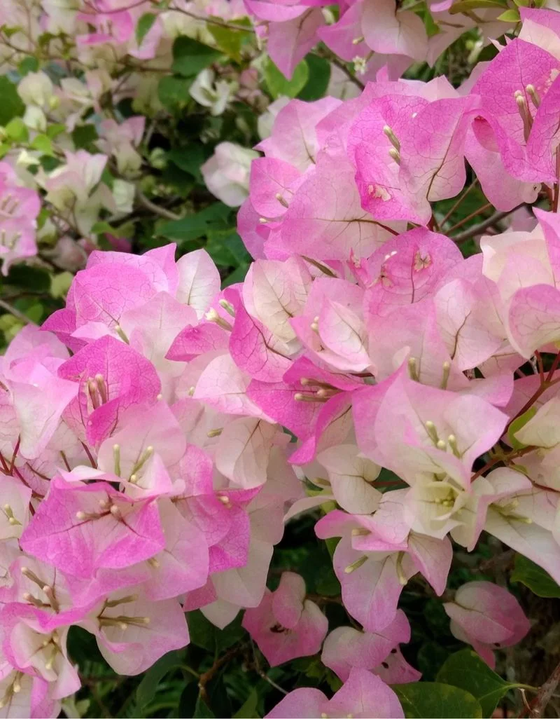 Bougainvillea 'Imperial Delight'