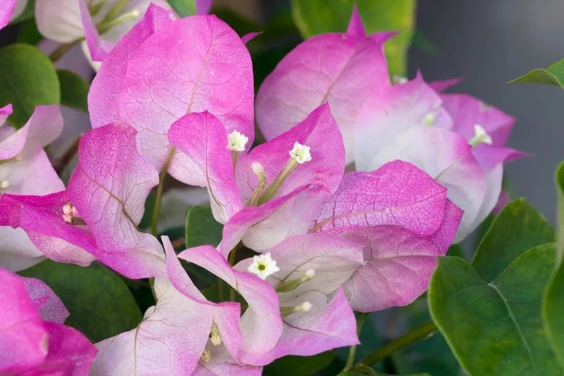 Bougainvillea 'James Walker'