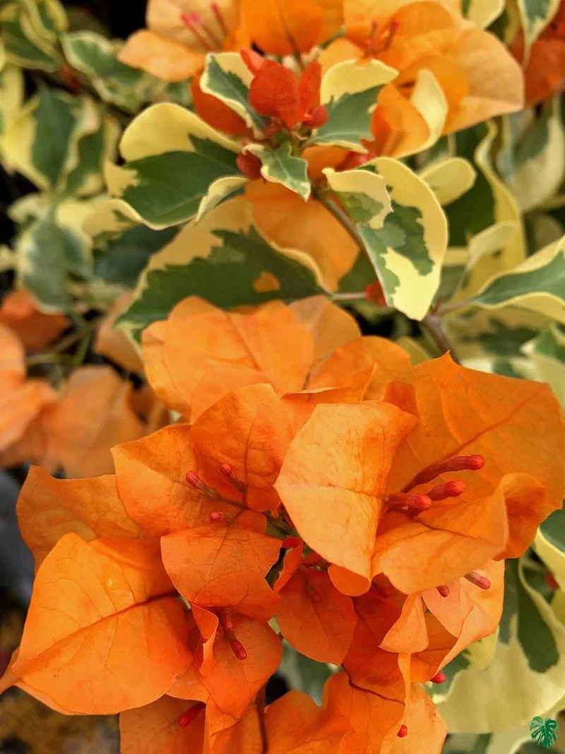 Bougainvillea 'Orange Ice'