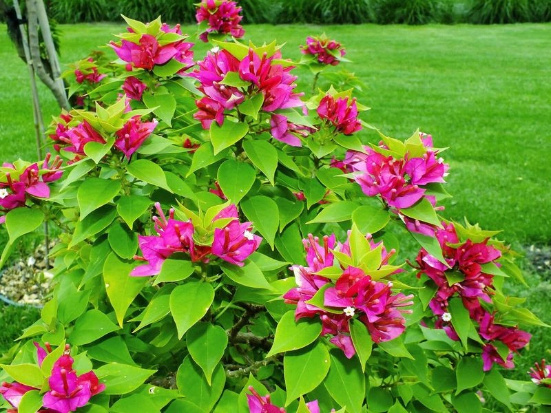 Bougainvillea