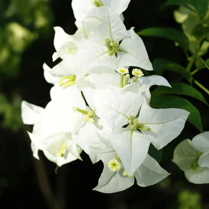 Bougainvillea 'Miss Alice'