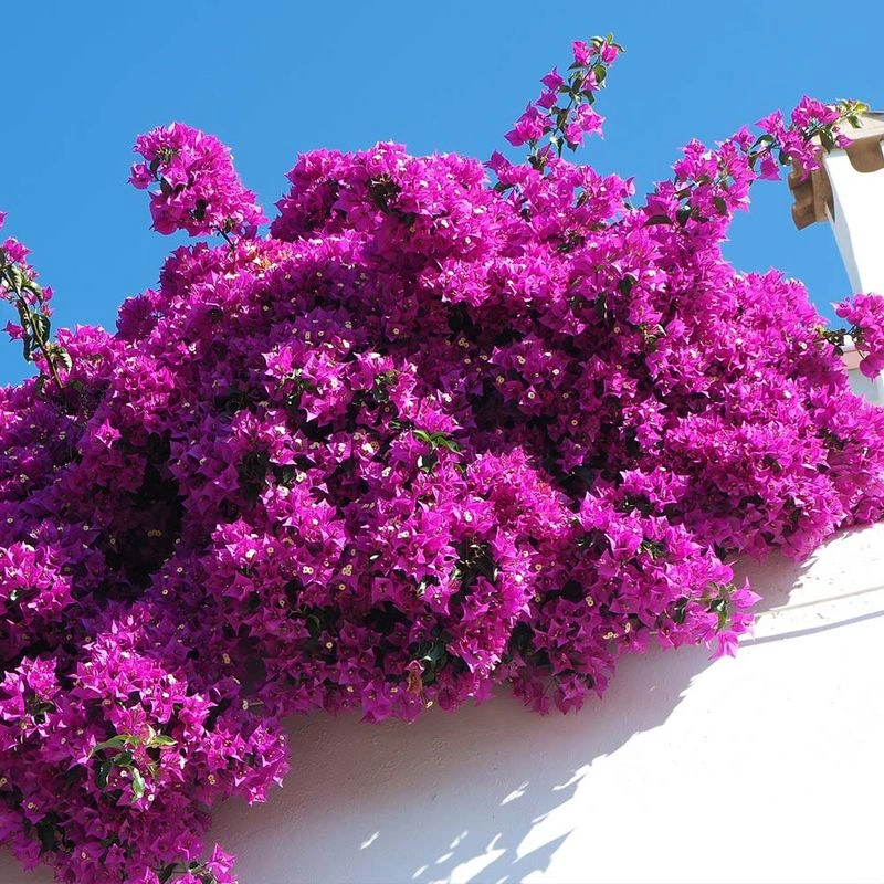 Bougainvillea 'Royal Purple'