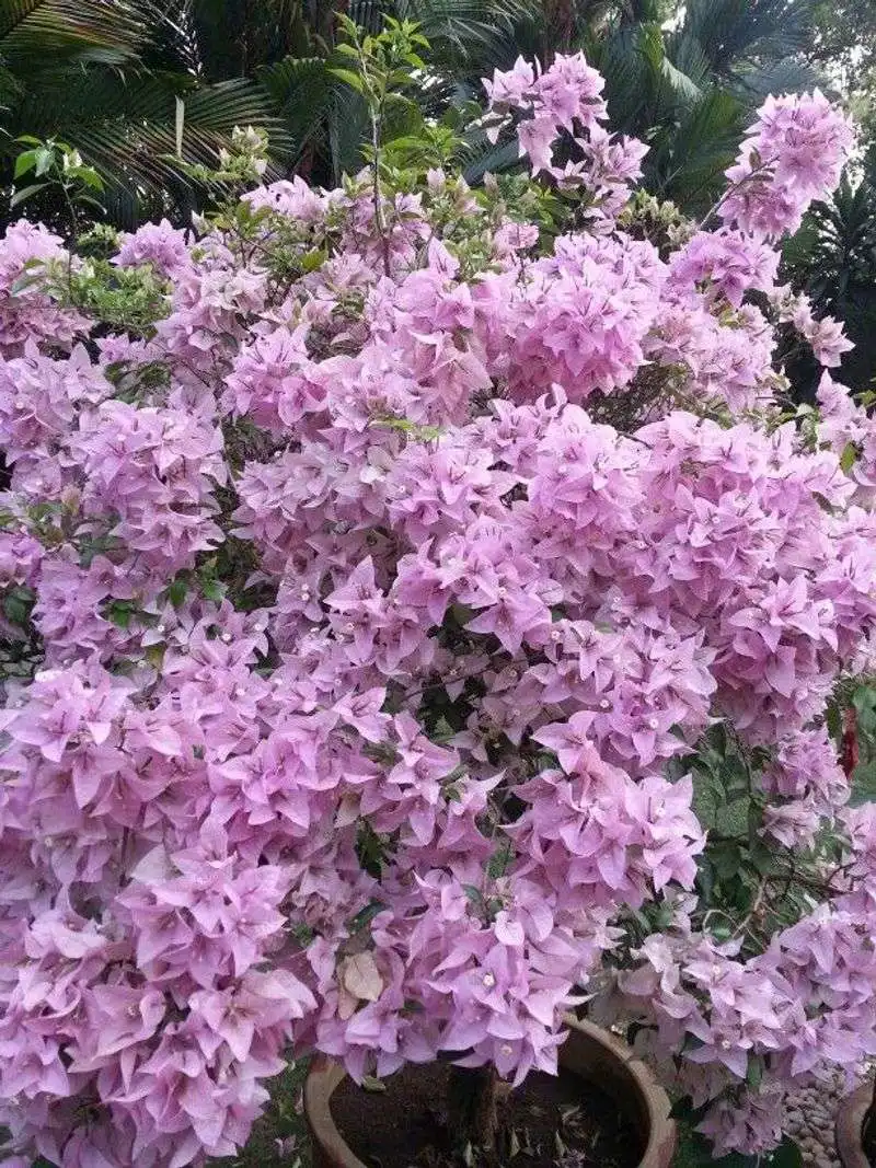 Bougainvillea 'Singapore Pink'