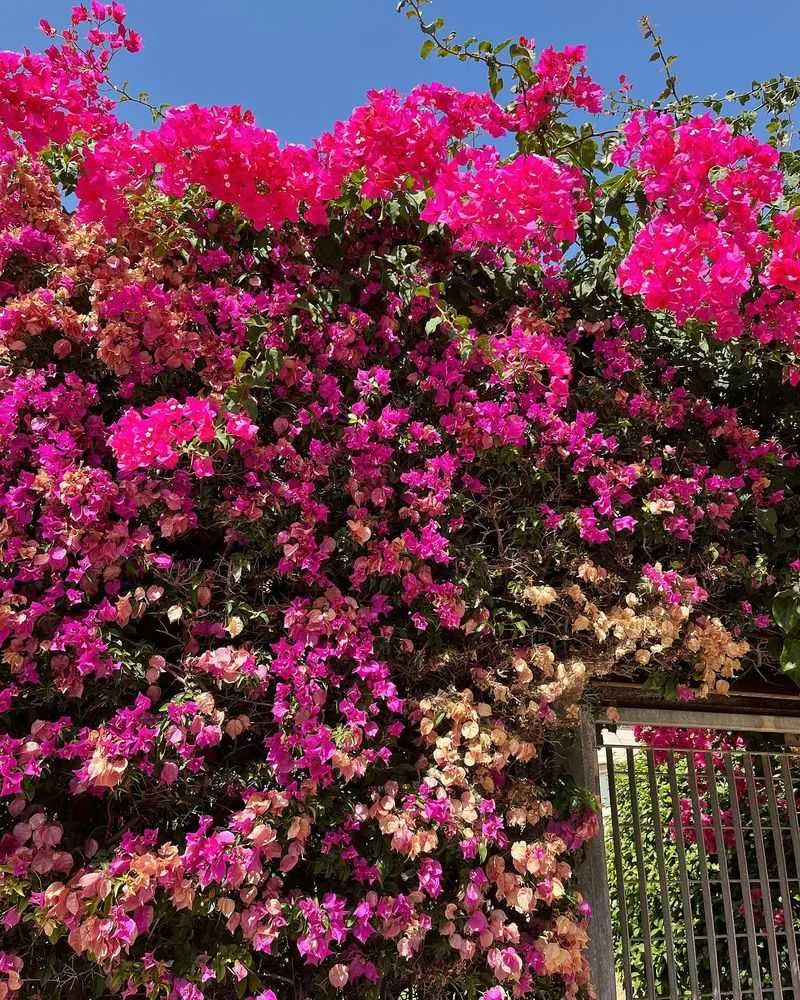 Bougainvillea
