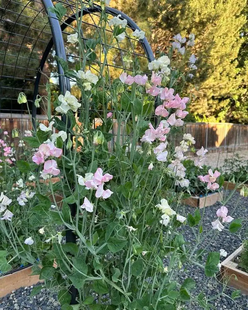 Sweet Pea