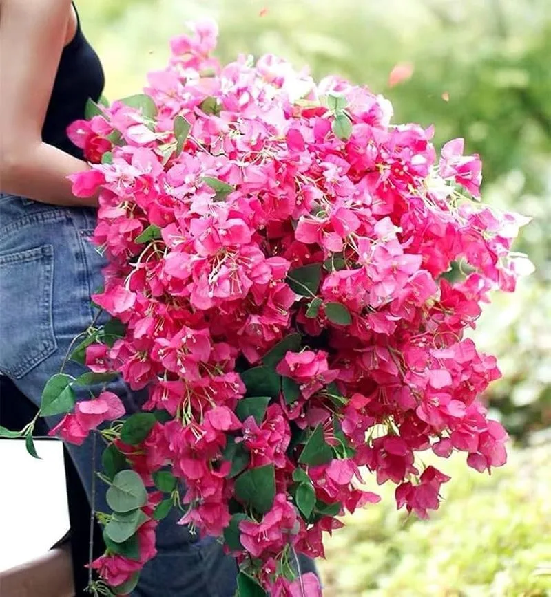Bougainvillea
