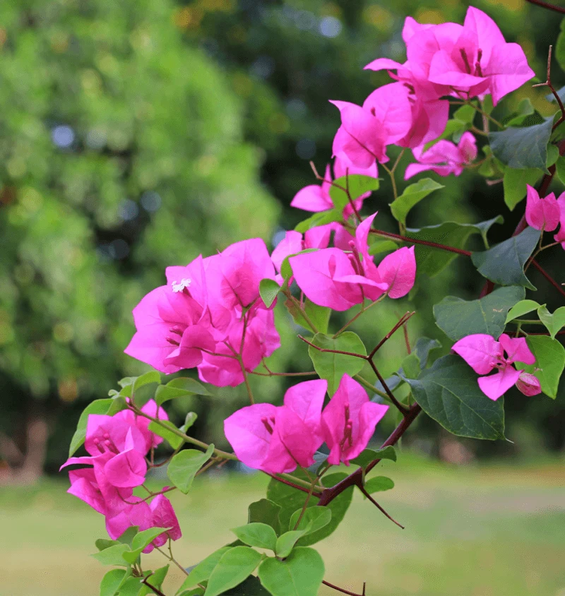 Bougainvillea