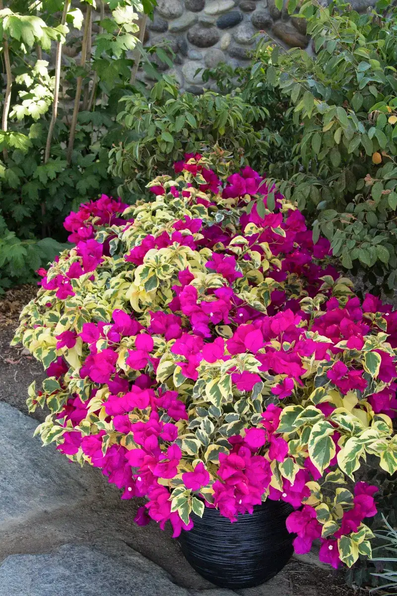 Bougainvillea 'Raspberry Ice'