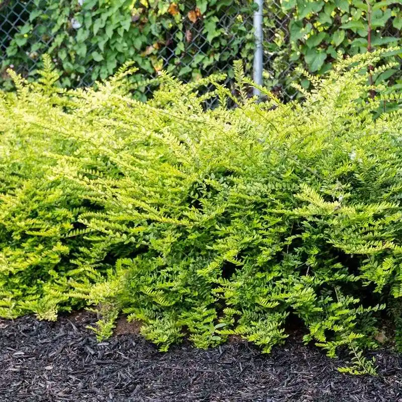 Box Honeysuckle