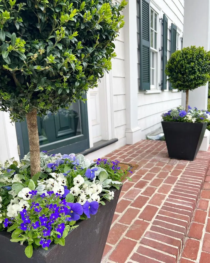 Boxwood