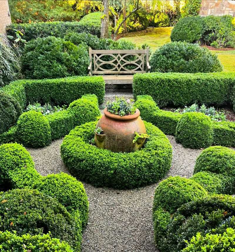 Boxwood