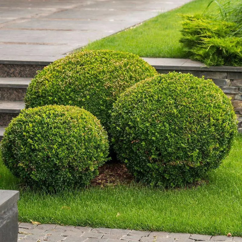 Boxwood