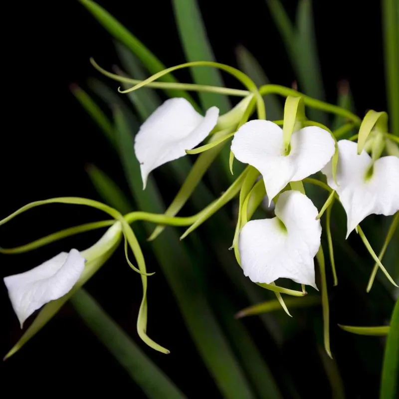 Brassavola Orchid