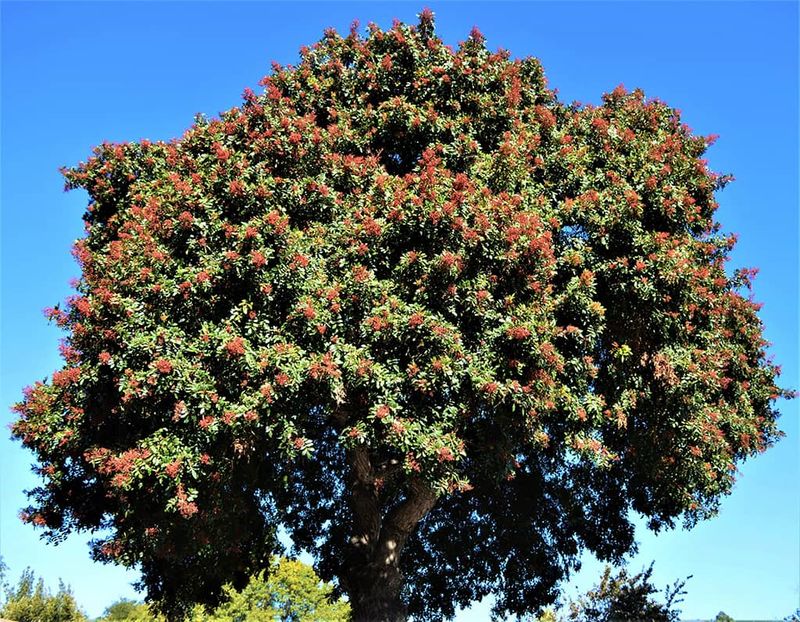 Brazilian Pepper Tree