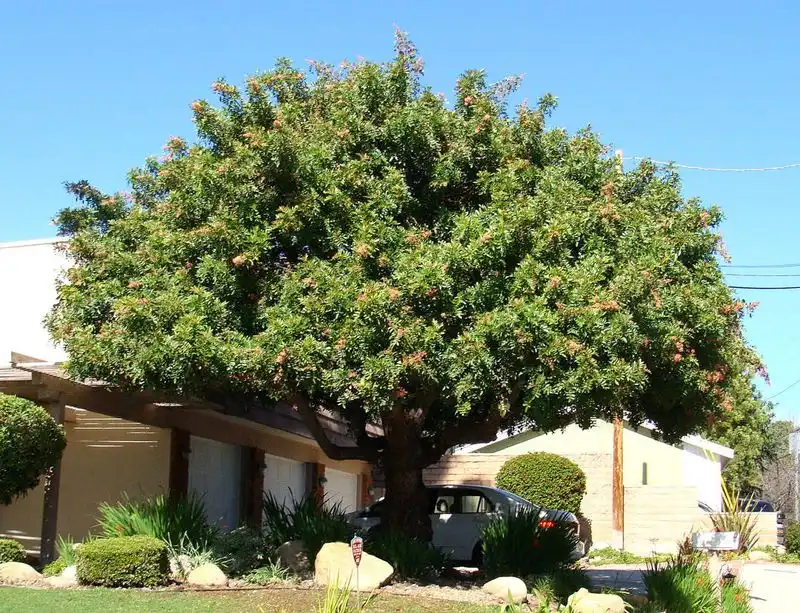 Brazilian Pepper Tree