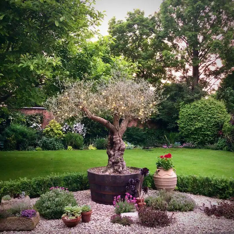 Olive Tree
