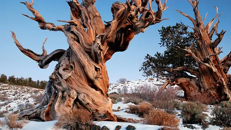 Bristlecone Pine