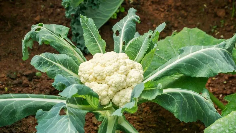 Cauliflower