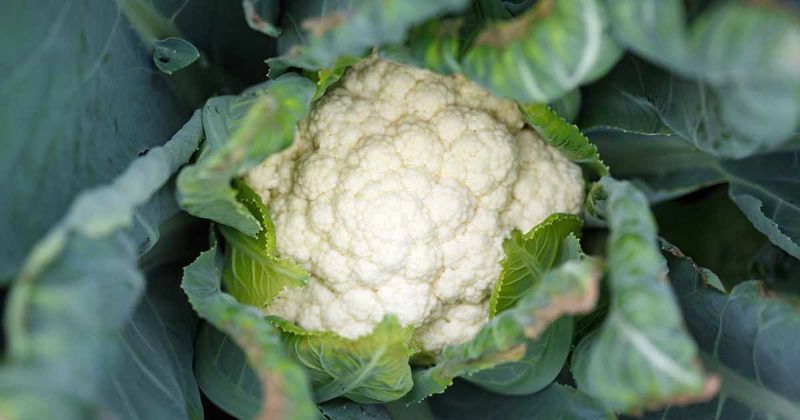 Cauliflower