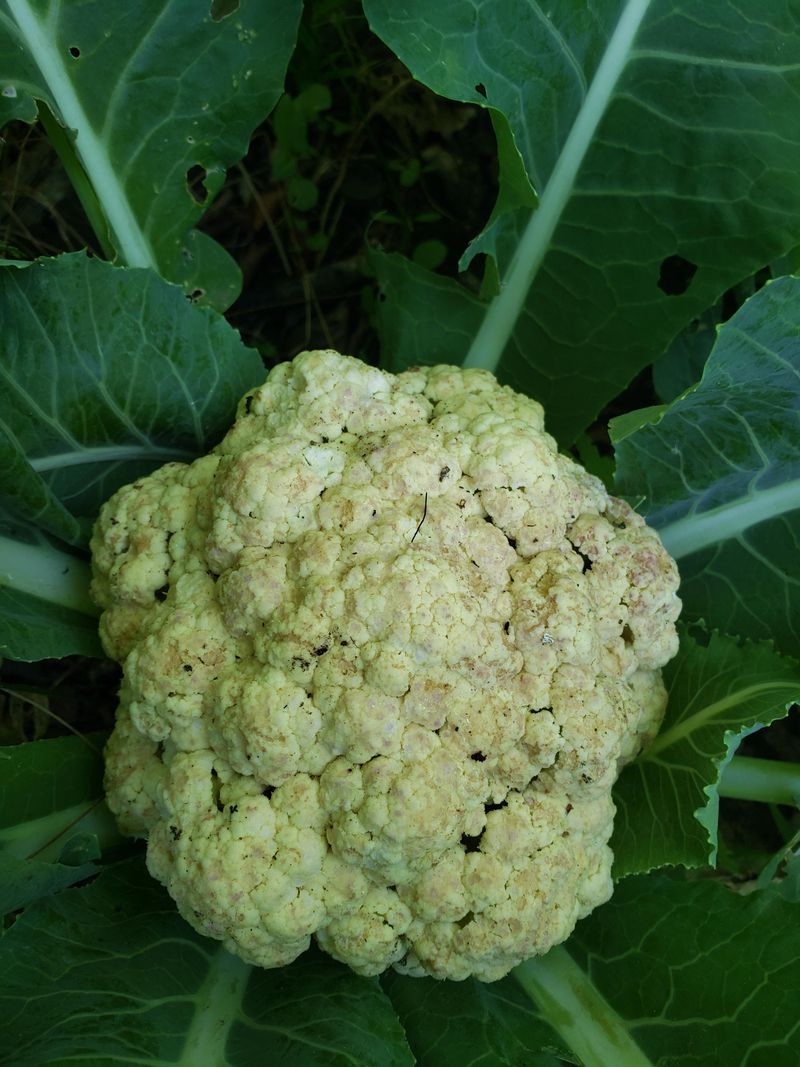 Cauliflower