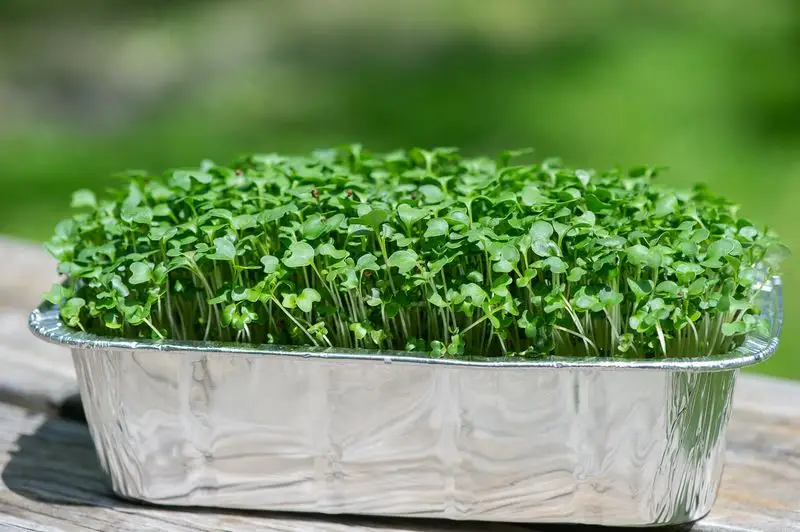 Broccoli Microgreens