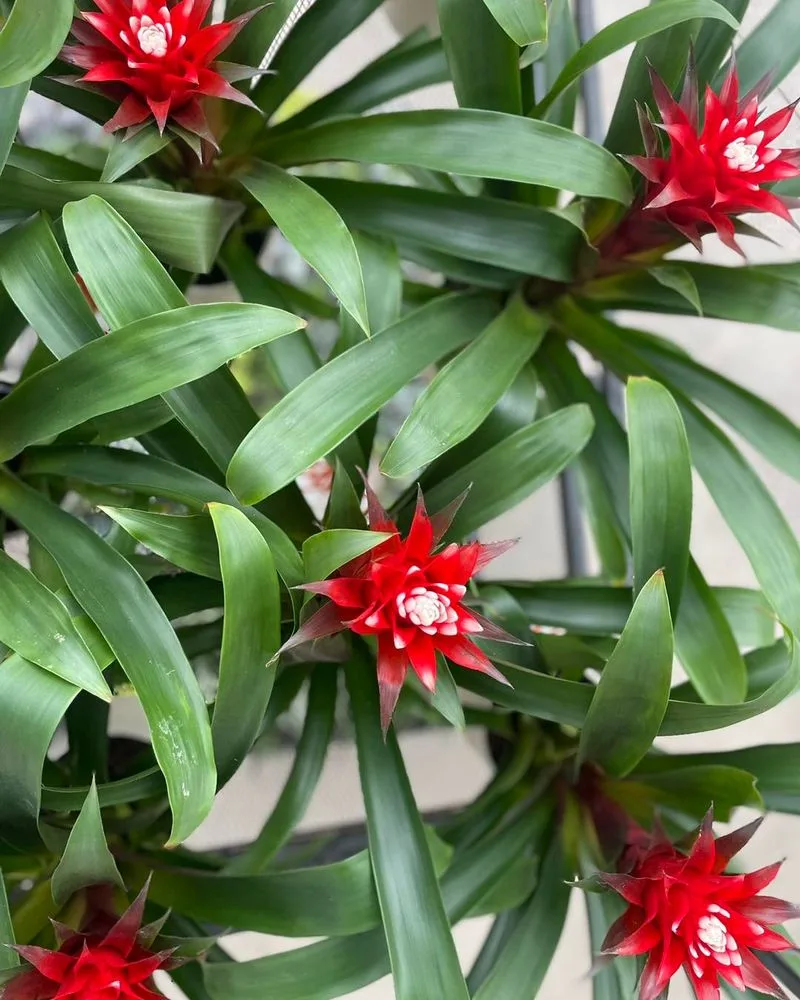 Bromeliads