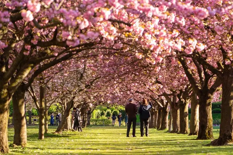 Brooklyn Botanic Garden's Cherry Esplanade