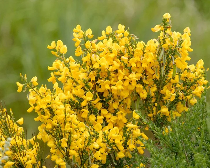 Broom