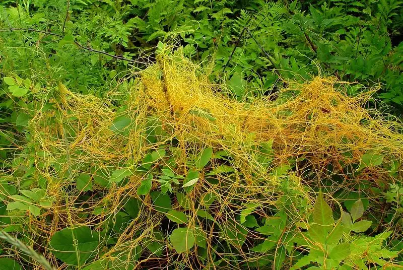 Dodder