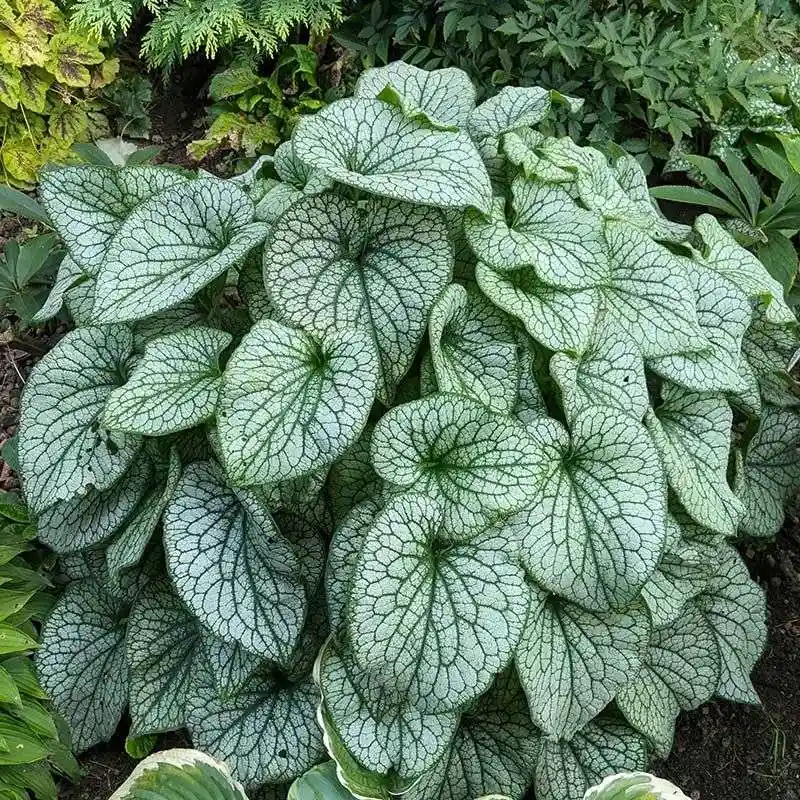 Brunnera