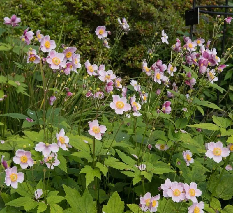 Japanese Anemone
