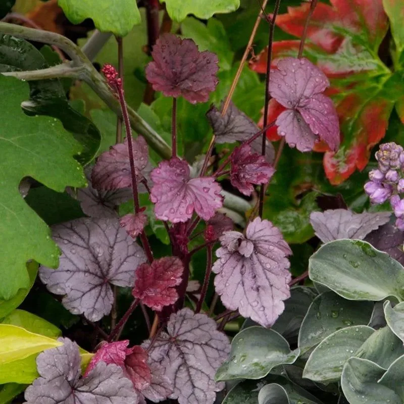 Heuchera 'Plum Pudding'