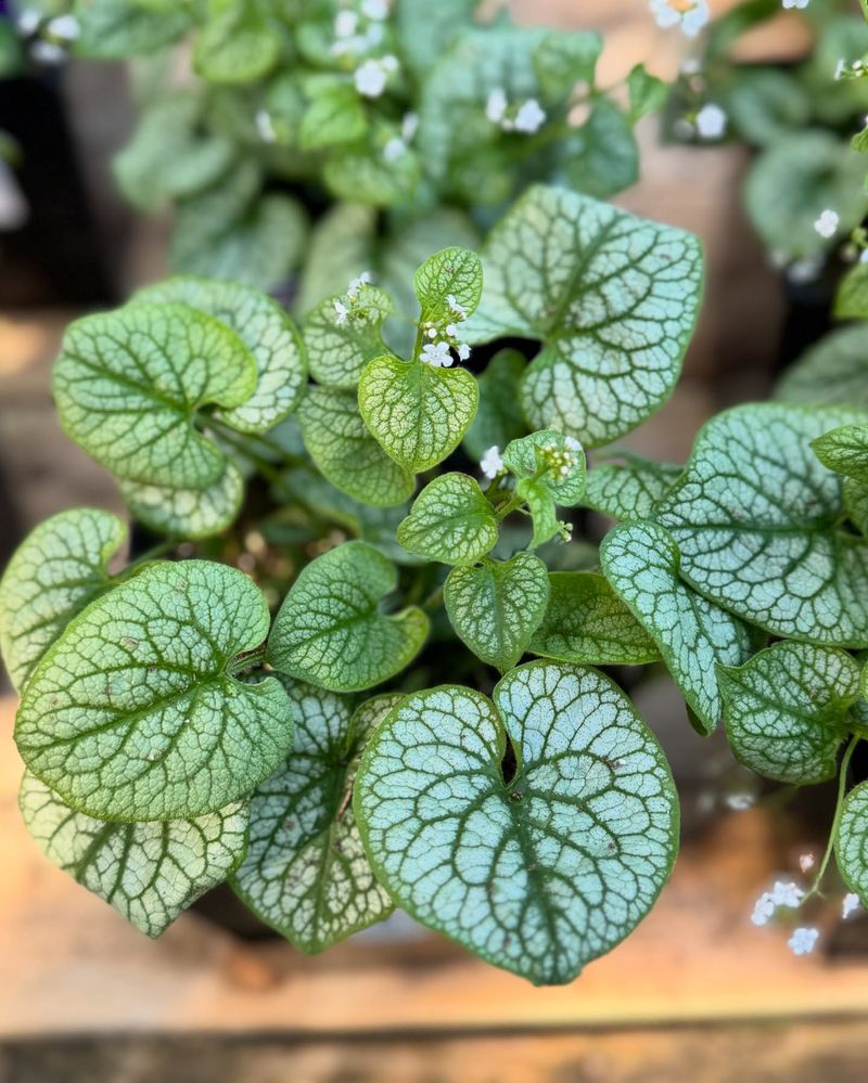 Brunnera (Siberian Bugloss)