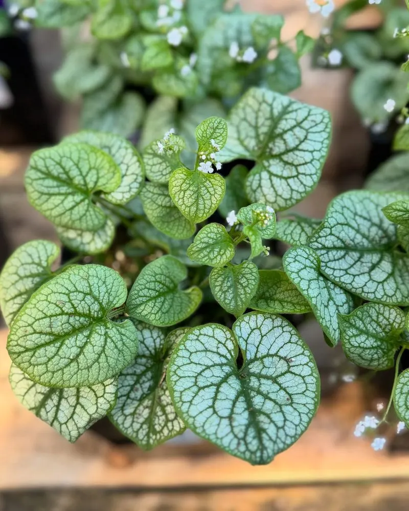 Brunnera (Siberian Bugloss)