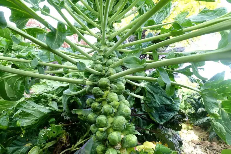 Brussels Sprouts