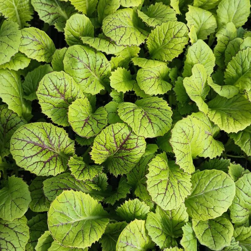 Mustard Greens