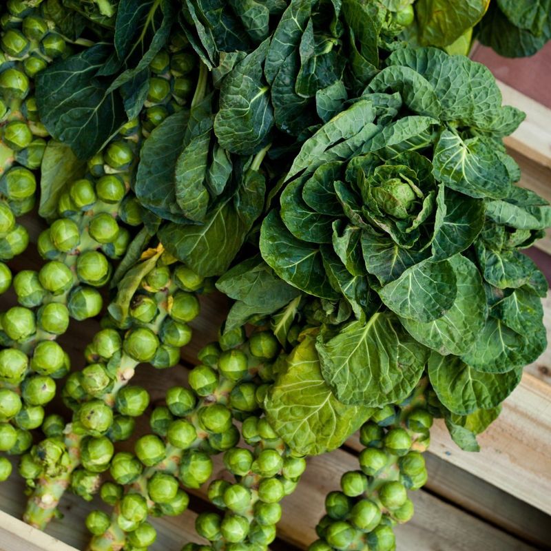 Brussels Sprouts