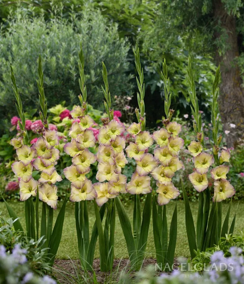 Moonlit Gladiolus Conversations