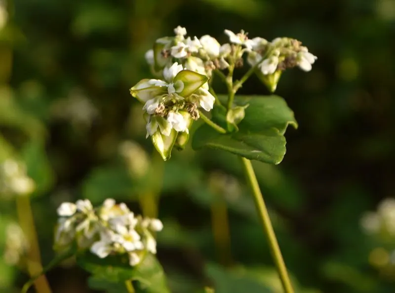 Buckwheat