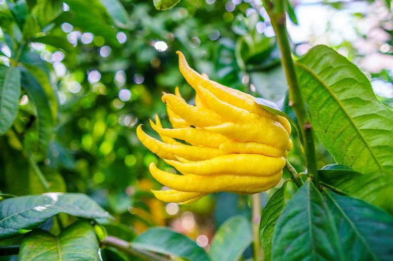 Buddha's Hand