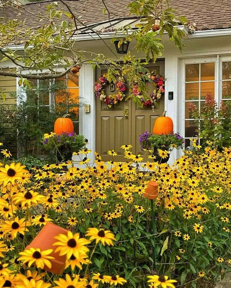 Black-Eyed Susan