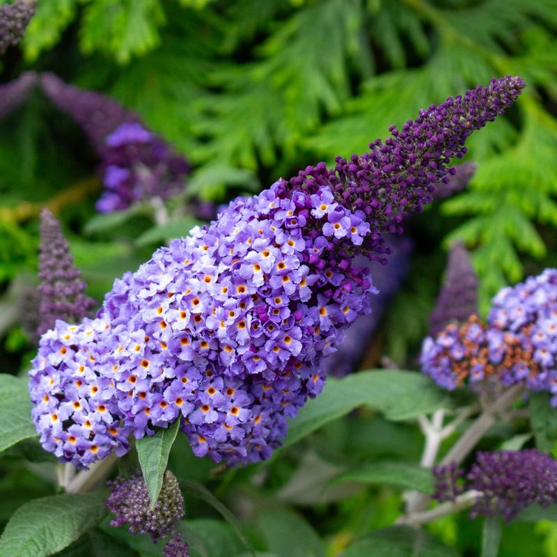 Buddleia