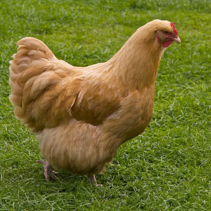 Buff Orpington