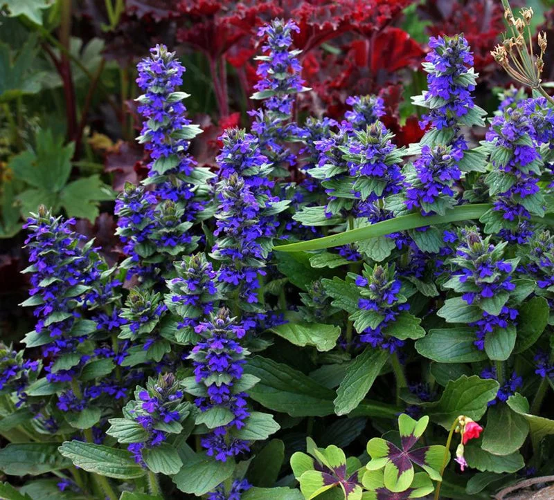 Bugleweed