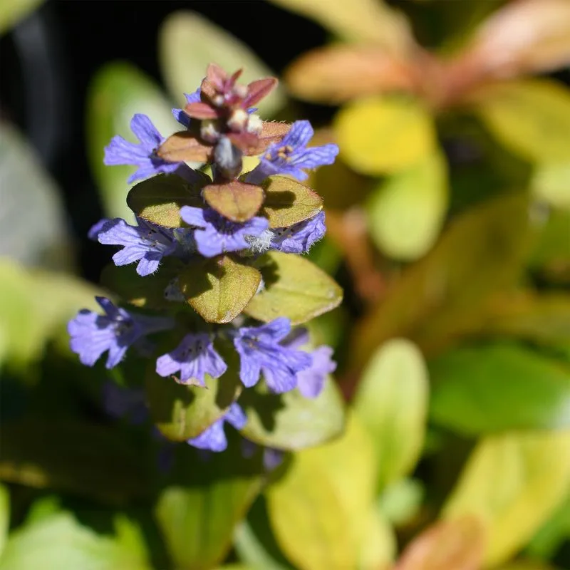 Bugleweed (Ajuga)